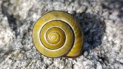 Una espiral t�pica de la naturaleza es la del caracol