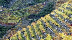 Paisaje oto�al de vi�as en bancales junto al Sil en Doade (Sober).