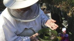 Un apicultor muestra varios ejemplares de velutina capturados en una trampa de fabricación casera