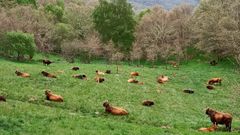 Na aldea modelo de Meixide, no Concello da Veiga, p�xose en marcha una explotaci�n de gandar�a extensiva