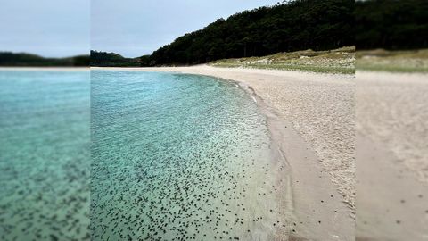 Varamiento masivo de pel�gicos en la playa de Rodas