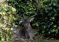 El due�o del gamo saluda al veterinario de la Xunta que lanz� un dardo tranquilizante al animal para poder trasladarlo a la finca de la que se escap�. 
