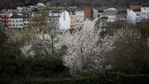 Cerezos japoneses en el barrio de O Carme