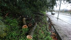 El �rbol que cort� 45 minutos la avenida de Buenos Aires de Pontevedra, a la altura de la playa fluvial del L�rez