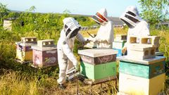 Instalaciones agrivoltaicas creadas por Ecoener junto a una explotaci�n de apicultura.