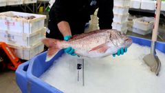Un pargo, en una foto de archivo.