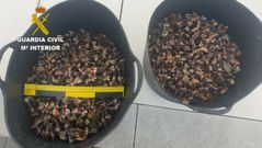 Imagen de archivo de percebes capturados ilegalmente en A Corua