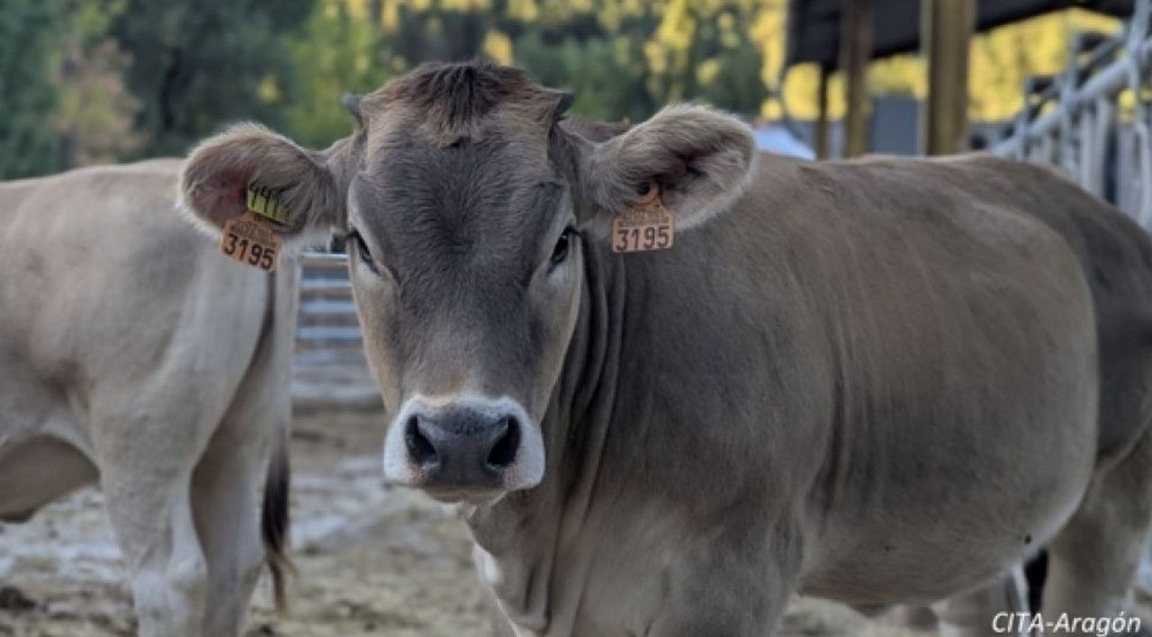 Galicia prorroga las medidas contra la dermatosis un año después de que la enfermedad llegara a España