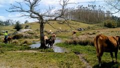 Bruno Botana (izquierda) con el ganado de su explotaci�n familiar