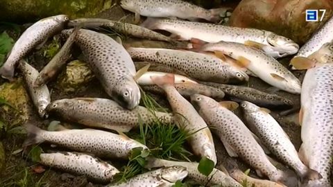 Truchas muertas en el r�o Nal�n