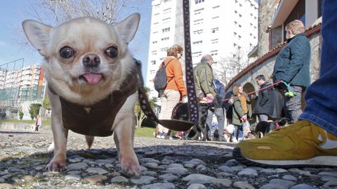 Bendici�n de mascotas en la iglesia de Campolongo