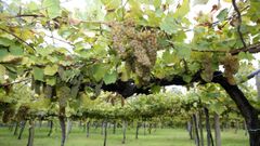 Imagen de archivo de uvas d ela variedad rati�o