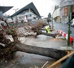 �rboles talados este mes en Alf�rez Provisional.