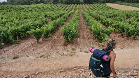 La ruta entre viedos, a las afueras de Logroo