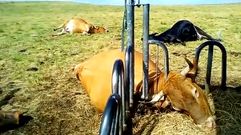 Un rayo mata un toro, nueve vacas y tres terneros en Abad�n