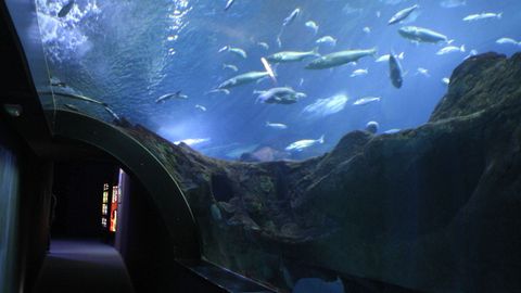Vista de uno de los tanques del Bioparc Acuario de Gij�n