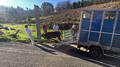 La becerra que �toleou� en Barro