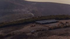 Ganado en terreno quemado en Maceda en los incendios del pasado verano