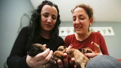 Iria y Sandra, voluntarias de Cometa, con las cr�as rescatadas tras ser abandonadas