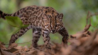 El animal es un poco m�s peque�o que un gato dom�stico