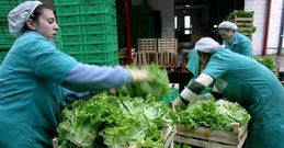Operarias de Horsal, una de las cooperativas colaboradoras, trabajando con lechugas.