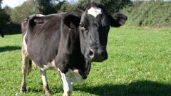 Una vaca frisona en un prado de la comarca de Deza