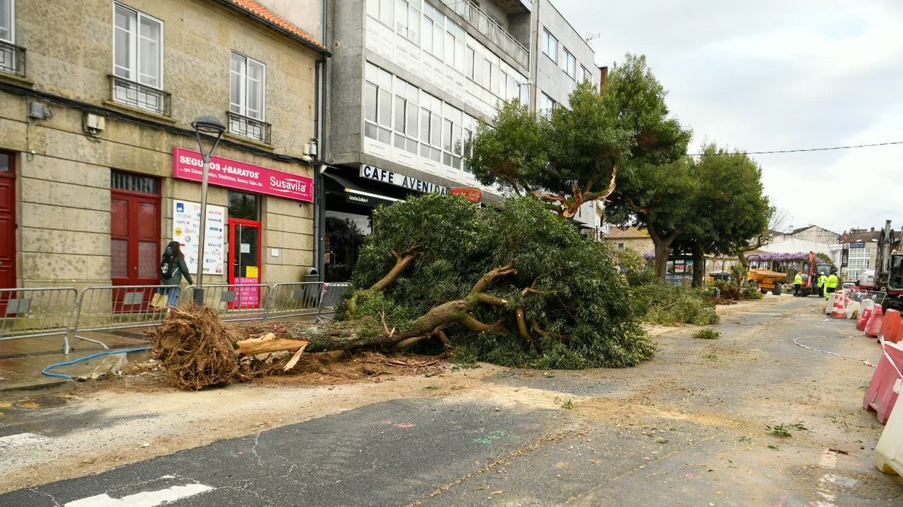 Silleda renovará el arbolado de la avenida do Parque con 4 Acer con una media de 18 años