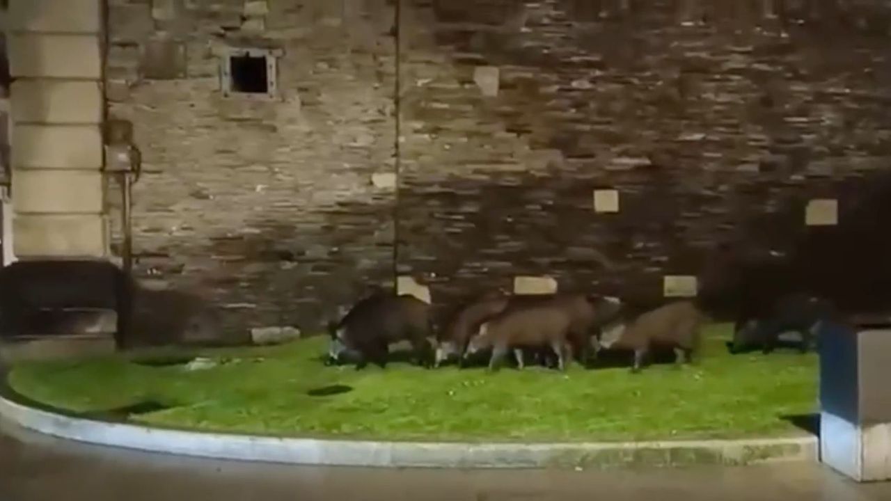 Una decena de jabalís campa a sus anchas por el centro de Lugo