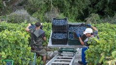 Vendimia en un viedo de la subzona de Amandi, en el municipio de Sober