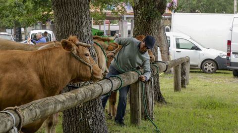 Feiras de Primavera en O P�ramo