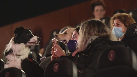 Este s�bado los perros se van al cine en Gij�n