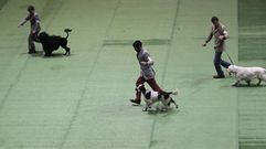 Las exhibiciones caninas son una oportunidad de ver razas de perros muy diferentes