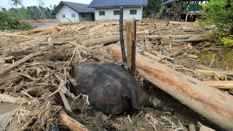 Elefante enterrado tras las inundaciones de Indonesia