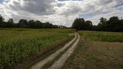 Fincas de ma�z en Triab� (Castro de Rei), donde la reestructuraci�n est� en marcha