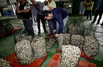 El berberecho ha aportado m�s de 700.000 euros de ingresos a la lonja de Campelo este a�o.