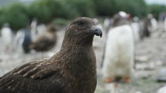 Imagen de un pgalo pardo subantrtico, una de las aves contagiadas en la regin antrtica