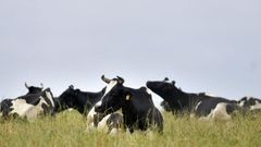 Vacas frisonas de leche descansan en un prado de la provincia de A Coru�a en foto de archivo