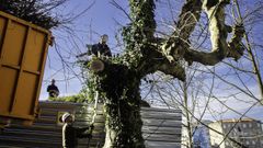 Tala de un �rbol en Poboadores