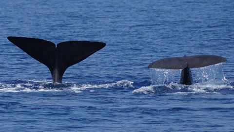 Dos cachalotes nadan en las aguas al norte de Menorca