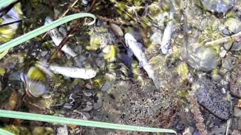 Algunos de los peces muertos que aparecieron en el arroyo de A Seara a su paso por Ferramul�n