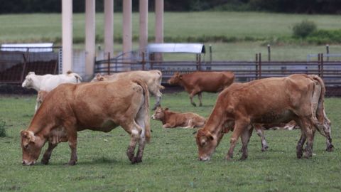 Provacuno est&aacute; preocupado por la cantidad de carne de vacuno que entrar&aacute; desde&nbsp;Australia