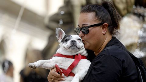 Tampoco las mascotas se libraron del intenso calor