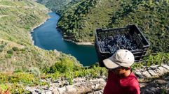 Una de las vendimias madrugadoras en los vi�edos de la ribera de Doade