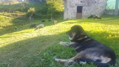 Un mast�n descansa en la finca, con las ovejas xaldas pastando