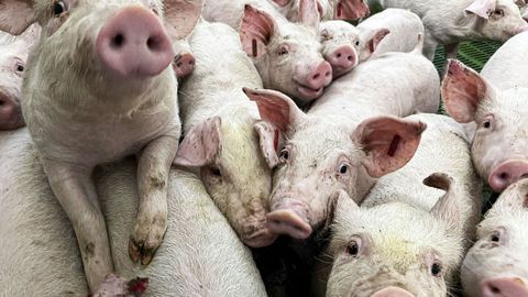 Los casos de peste porcina se concentraron en casi una treintena de jabal�es en la provincia de Barcelona, donde la UE estableci� un per�metro de exclusi�n para salvar las exportaciones de porcino en la medida de lo posible