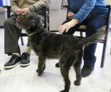 El refugio de animales cambad�s cuenta con un equipo de seis perras adiestradas para terapia que hace a�os que trabajan con los mayores.