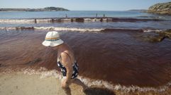 Mar  rojo  en Laxe: los efectos de una alga, en im�genes