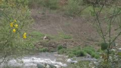 Un furtivo sorprendido pescando hace escasos d�as.