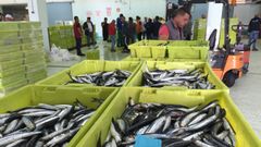 Los cientificos predecir�n si habra anchoa en la siguiente costera