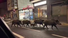 Los jabales, en la calle Doctor Casares de Monforte